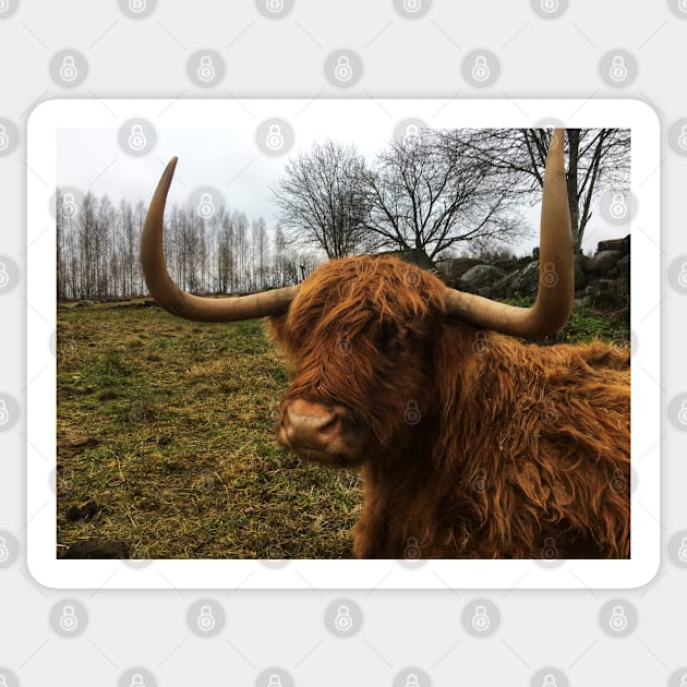 Scottish Highland Cattle Cow 2172 Sticker by SaarelaHighland